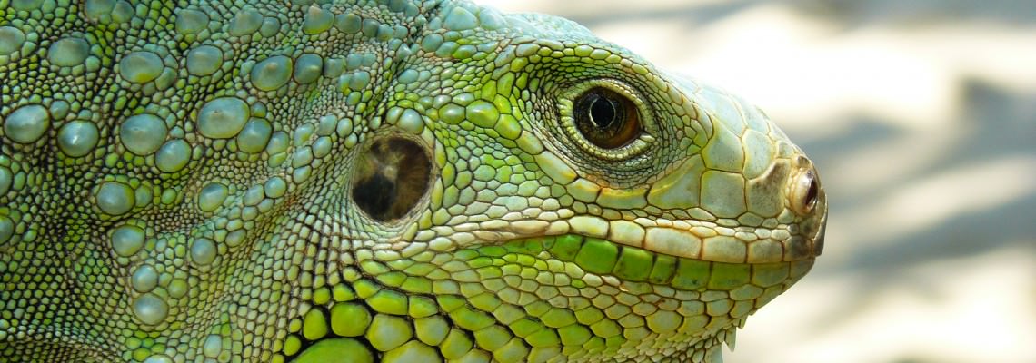 Iguana Package