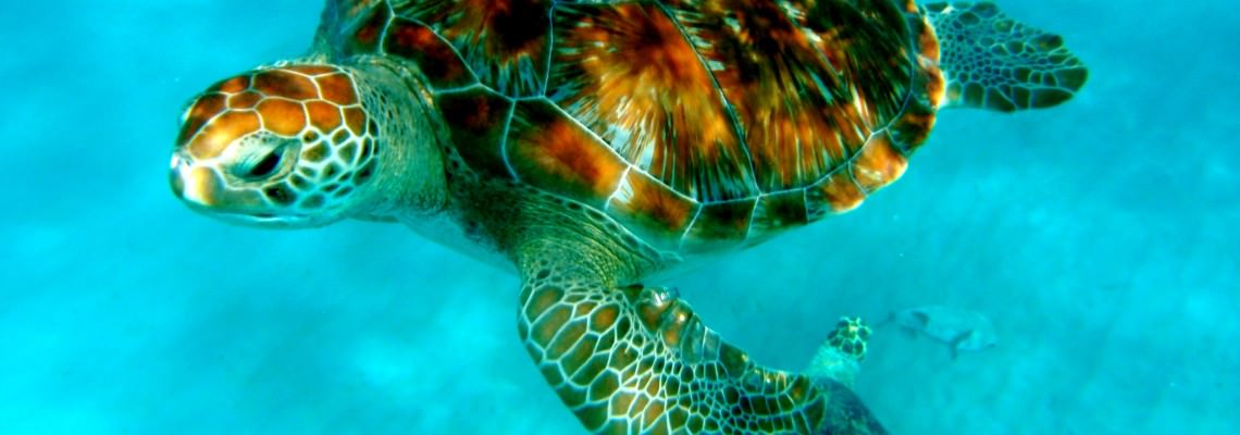 Tortuga Package