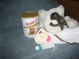 Nosara Wildlife Refuge - Isomil Baby Howler Monkey