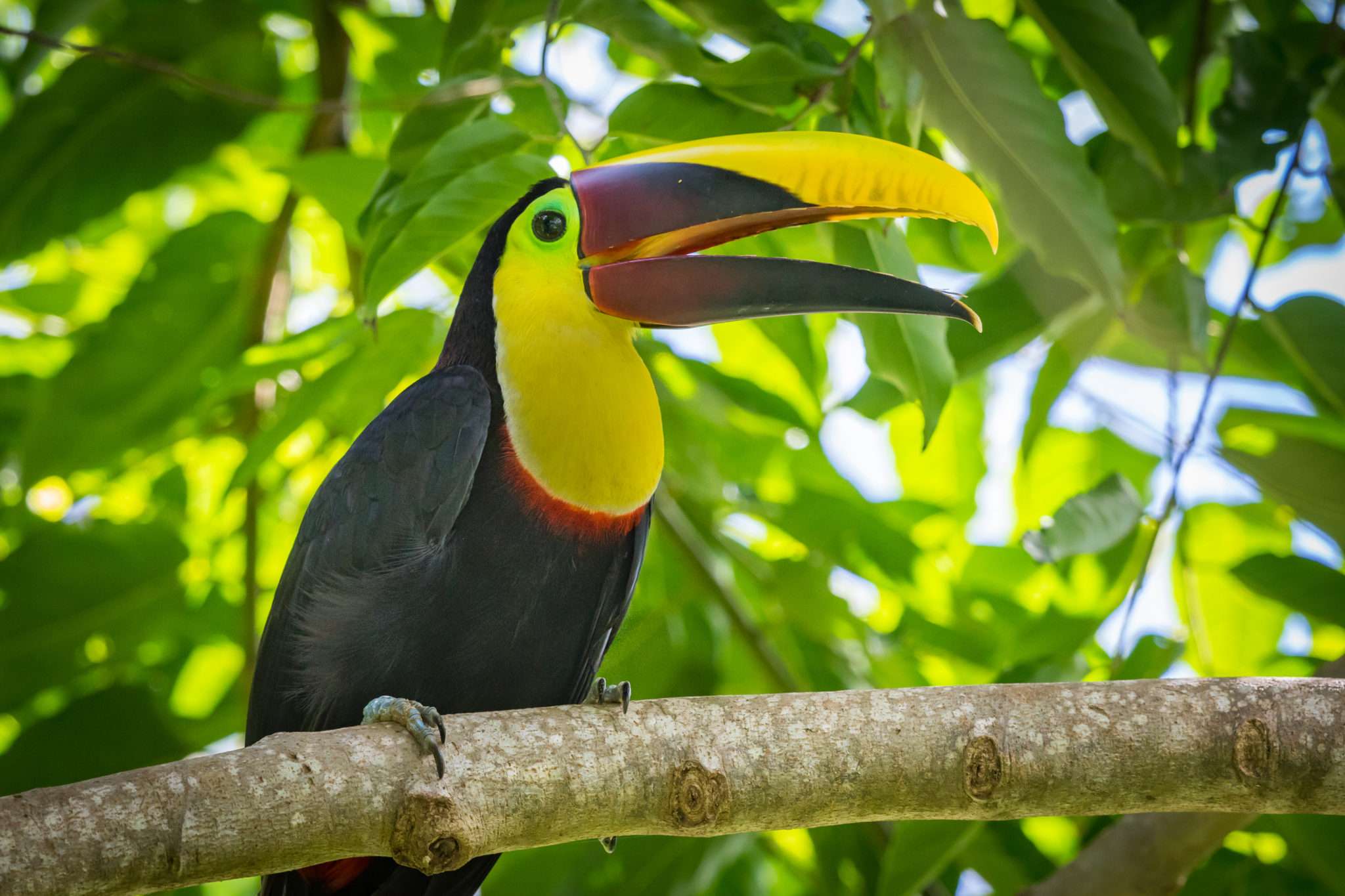 Our Costa Rica Surf School’s Guide to Experiencing Costa Rican Wildlife