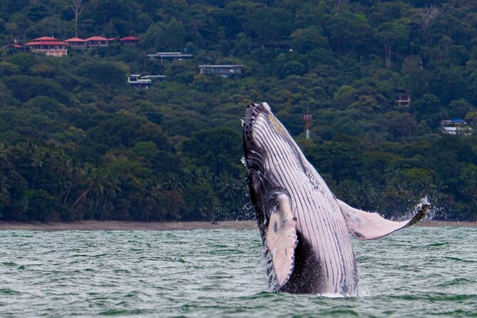 Marino Ballena National Park Whale Watching