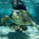 Snorkeling Ecuador