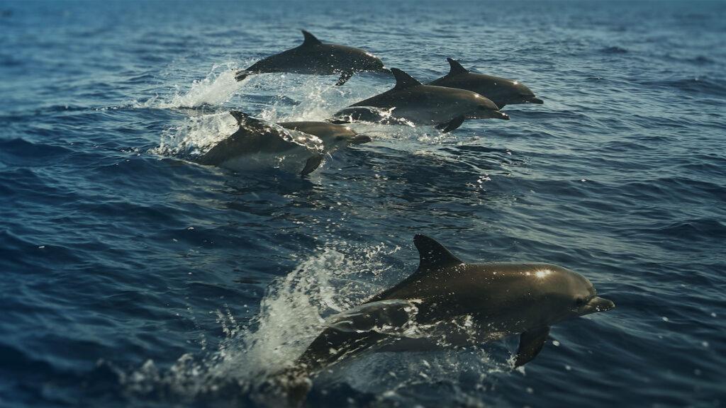 swim with dolphins in costa rica