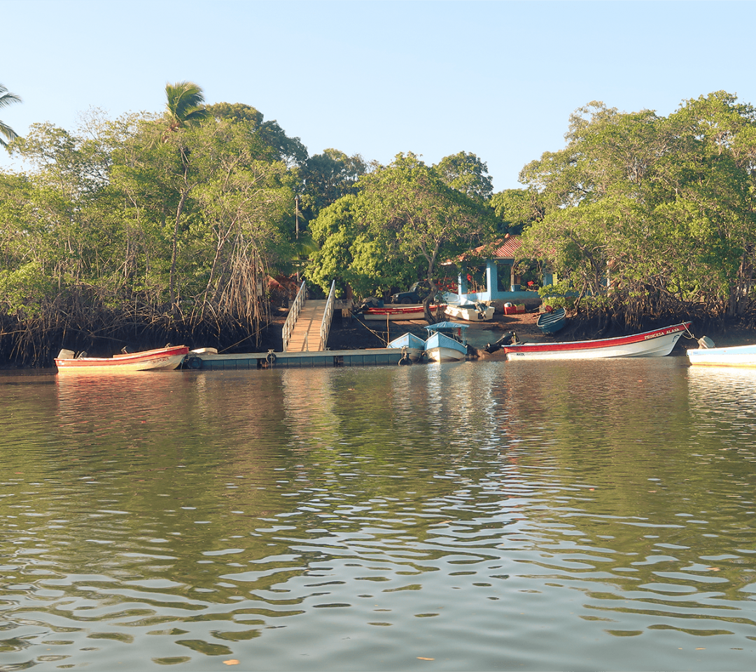 panama-safari-surf-school-mangroves-16