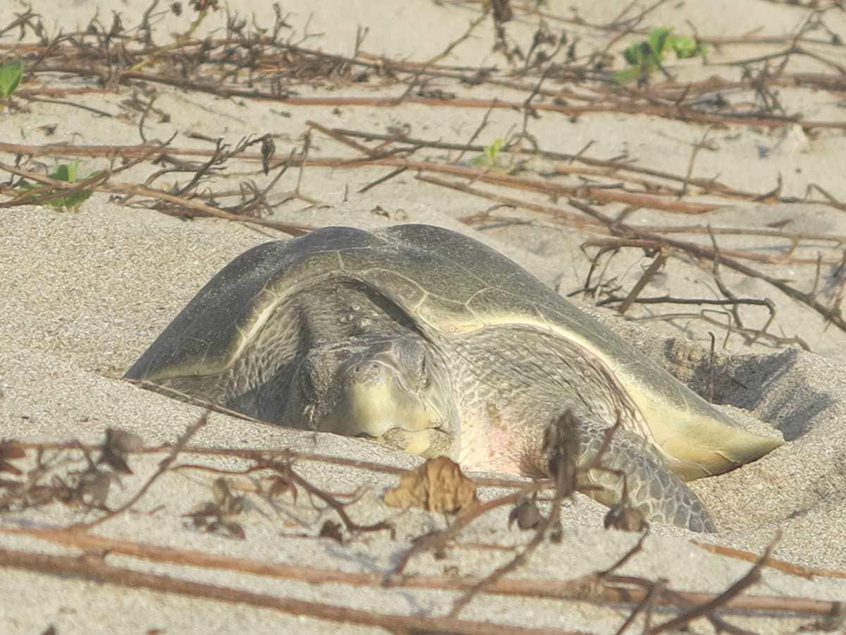 turtle-nap