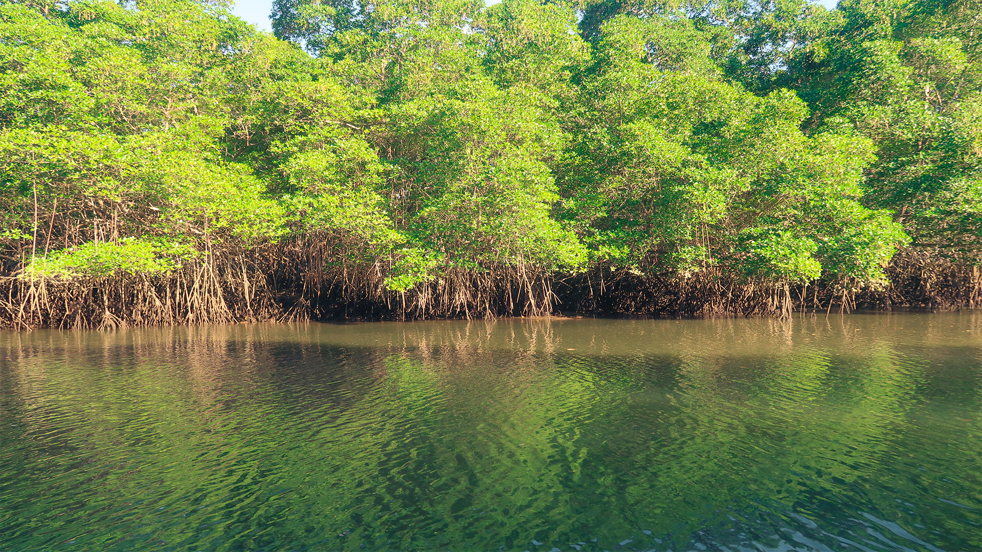 panama-safari-surf-school-mangroves-23