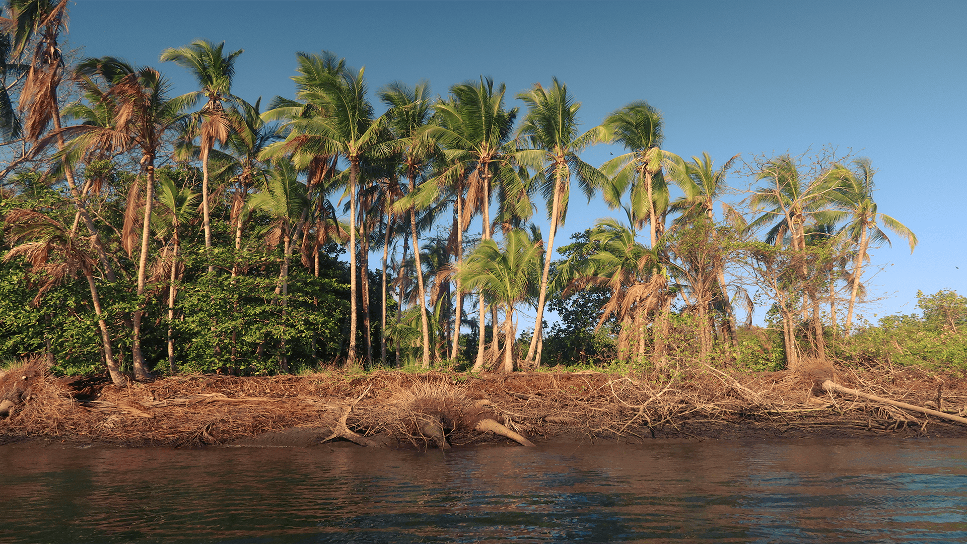 panama-safari-surf-school-mangroves-8