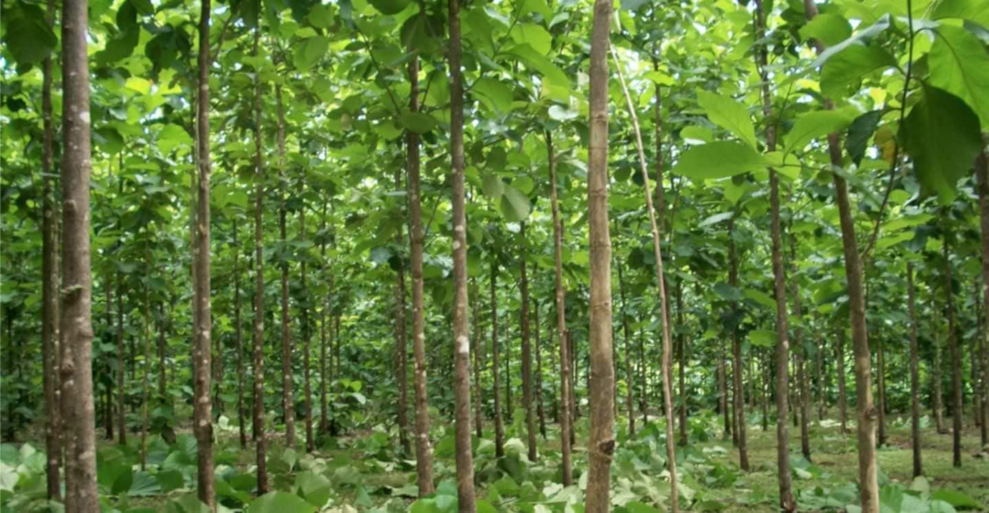 Teak trees planted for sustainable practices